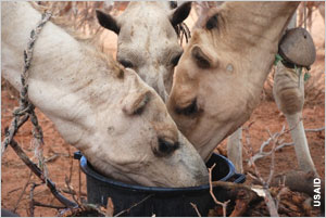 HI-cows-eating-_USAID-Kenya